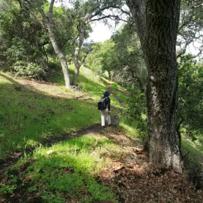 a tree on a dirt path in a forest