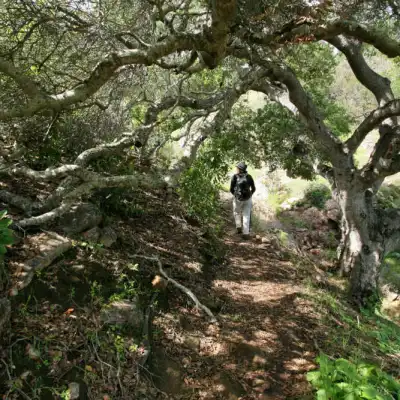 a giraffe standing next to a tree