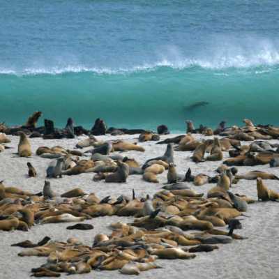 a seal on a rocky beach next to the ocean