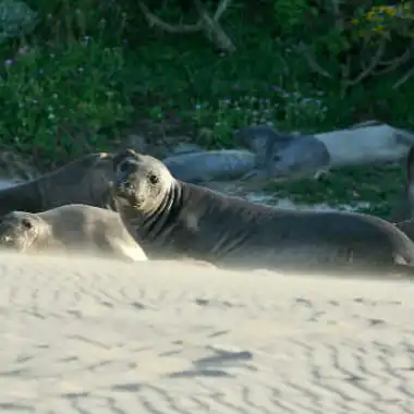 an animal swimming in the water