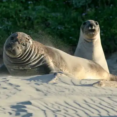 a seal lying in the sand