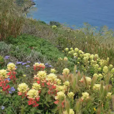 a close up of a flower garden in front of a body of water