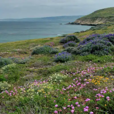 a close up of a hillside next to a body of water