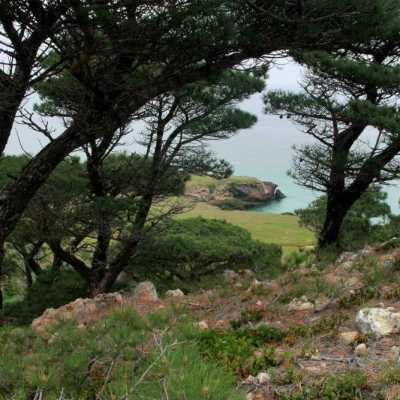 a giraffe standing next to a tree