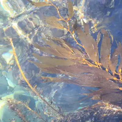 a close up of an animal