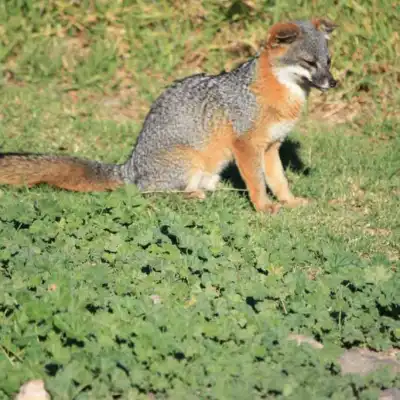 a fox in the grass