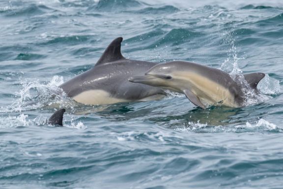 a dolphin swimming in a body of water