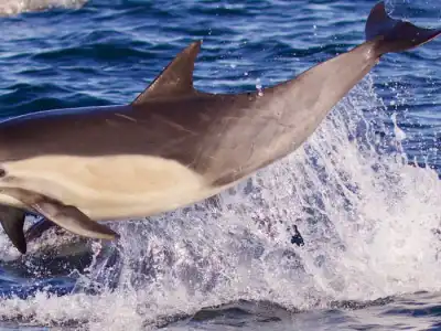 a dolphin jumping out of the water