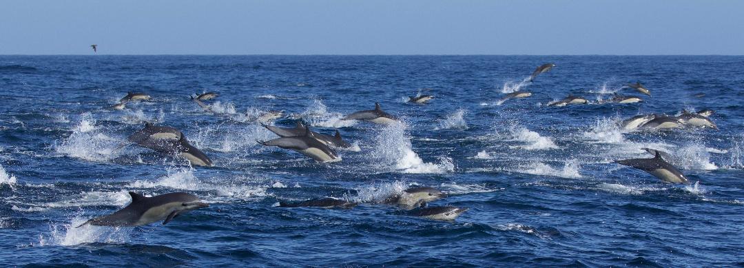 Channel Islands Wildlife Cruises | Island Packers Cruises Channel Islands Wildlife Cruises | Island Packers Cruises