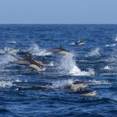 a bird flying over a body of water