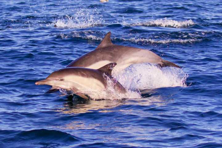 a dolphin swimming in a body of water