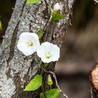 a bird sitting on a tree branch