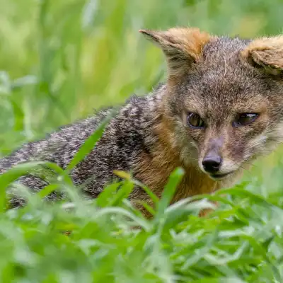 a small brown animal in the grass