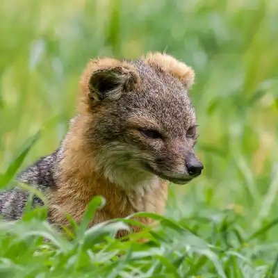 a fox standing in the grass