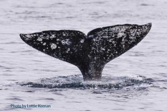 a whale jumping out of the water