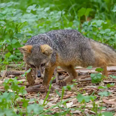 a fox standing in the grass