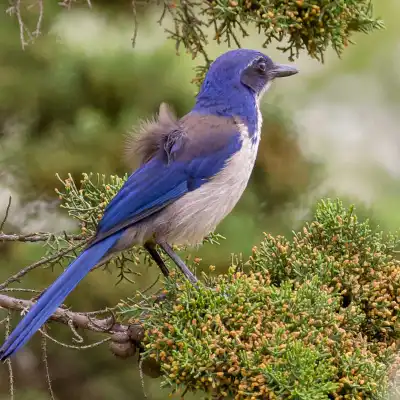 a small blue bird perched on a tree branch