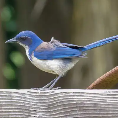 a small blue bird perched on top of a metal rail