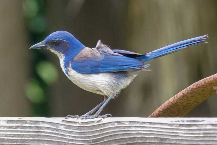 a small blue bird perched on top of a metal rail
