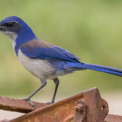 a small blue bird perched on top of a wooden branch