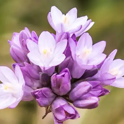 a close up of a flower