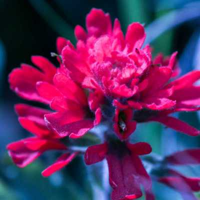 a close up of a flower