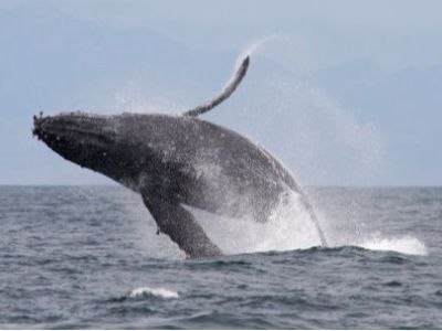 a whale jumping out of the water