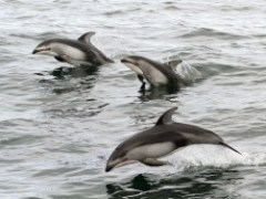 a flock of seagulls are swimming in a body of water