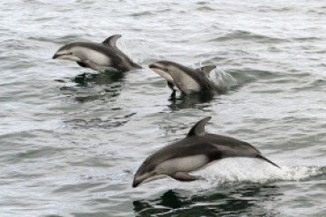 a flock of seagulls are swimming in a body of water