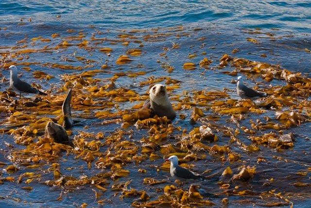 a flock of seagulls are swimming in a body of water