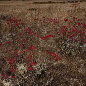 a close up of a flower field