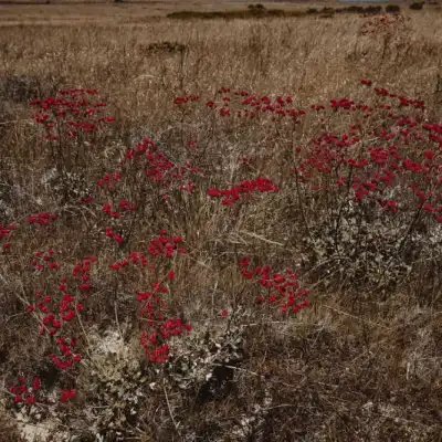 a close up of a flower field