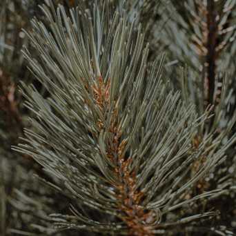 a close up of a plant