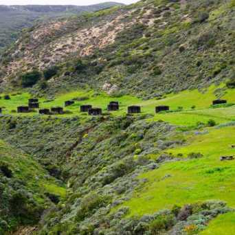 a herd of sheep grazing on a lush green hillside