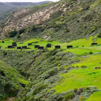 a herd of sheep grazing on a lush green hillside
