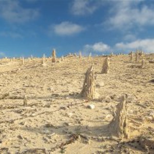 a close up of a dry grass field