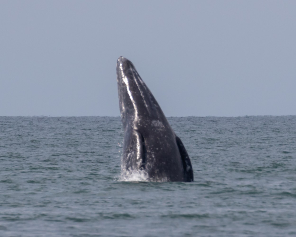 A grey whale breaching above the water's surface in the ocean.