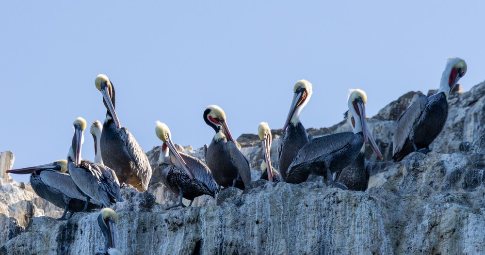 a flock of seagulls standing next to a bird