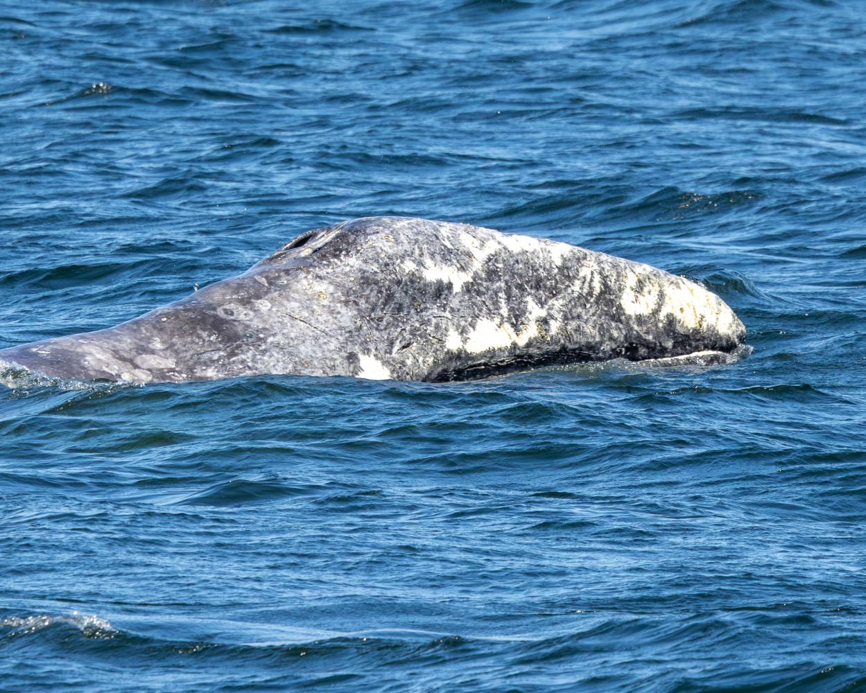 Gray whale surfacing in blue ocean water.