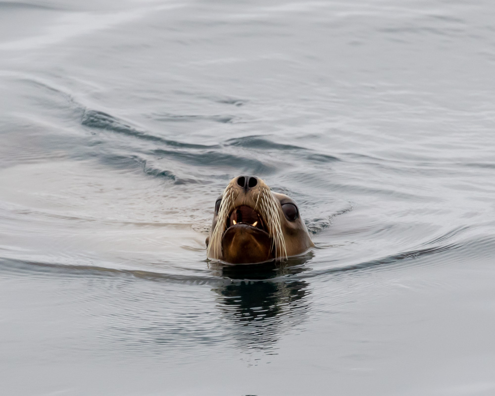 Seal poking its head above calm water with an open mouth.