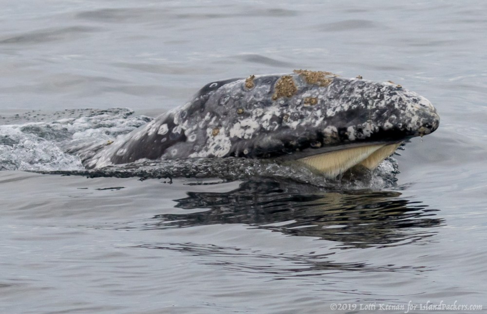 A gray whale's head surfaces, showing its mouth and barnacles in calm water.