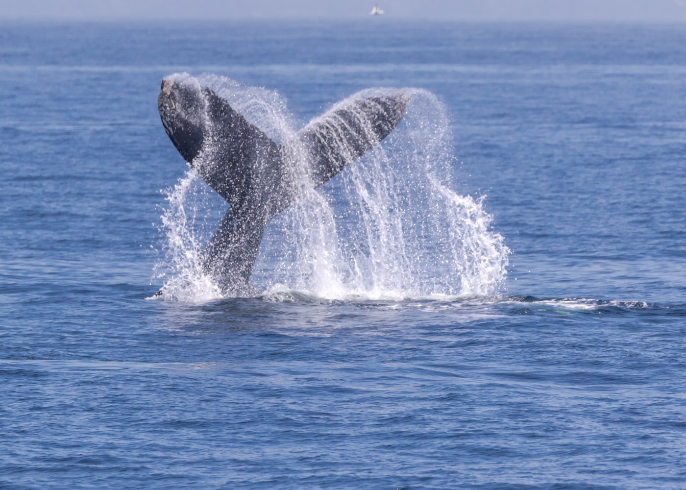 Whale tail splashing water in the ocean with clear blue sky.