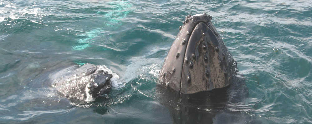 an animal swimming in the water