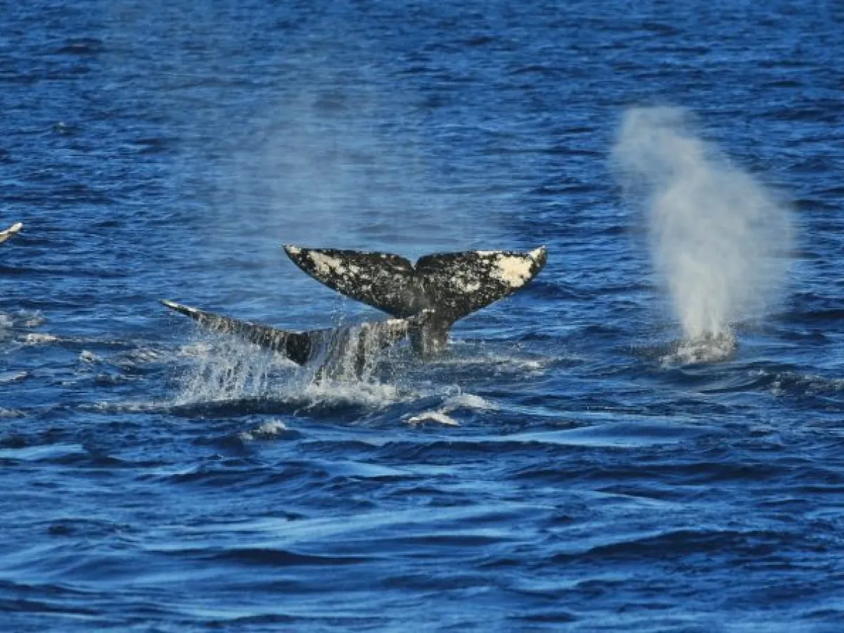 a person riding a wave on top of a body of water
