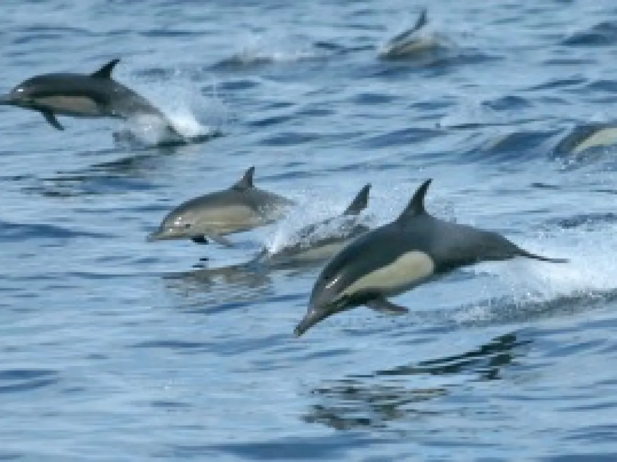 a flock of seagulls are swimming in a body of water