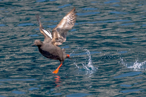 a bird flying over a body of water
