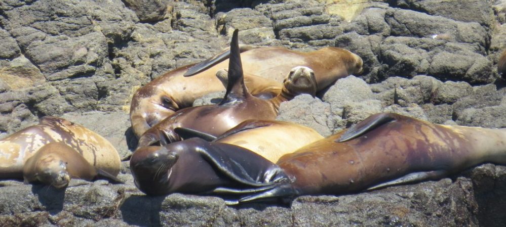 a seal lying down on a rock