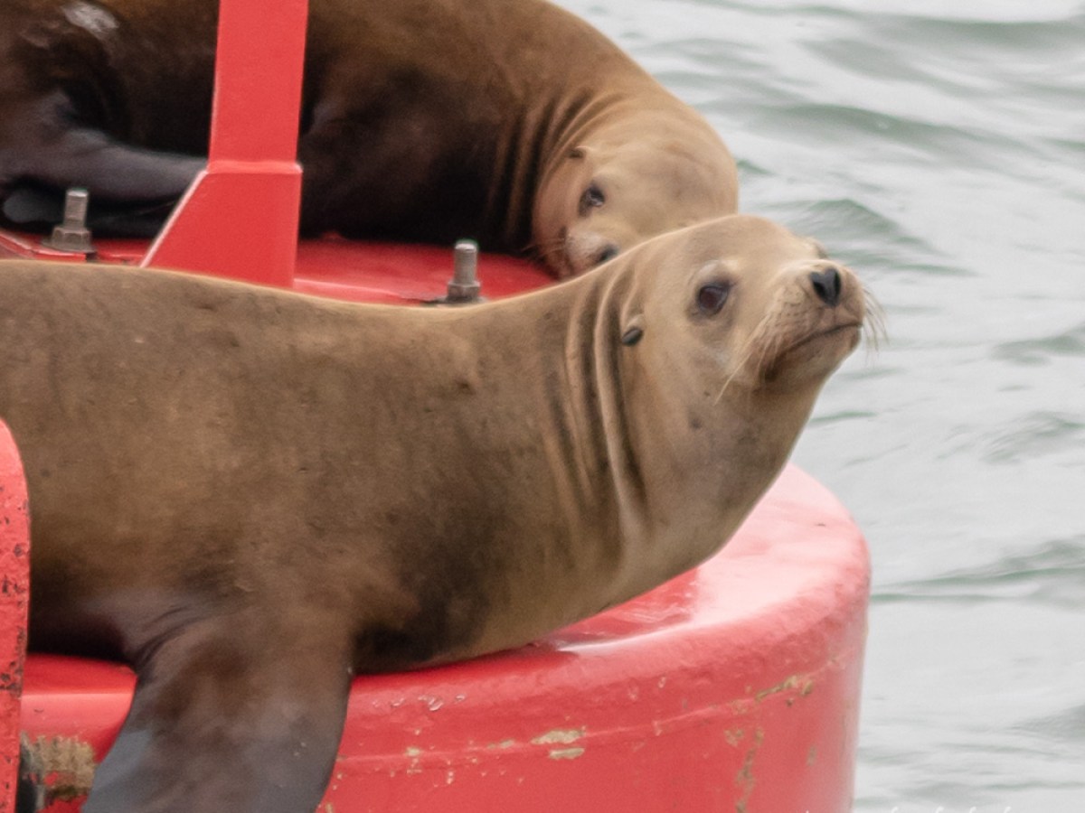 Sealion on buoy