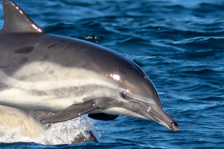 a dolphin jumping out of the water