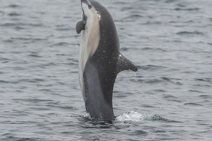 a dolphin swimming in a body of water